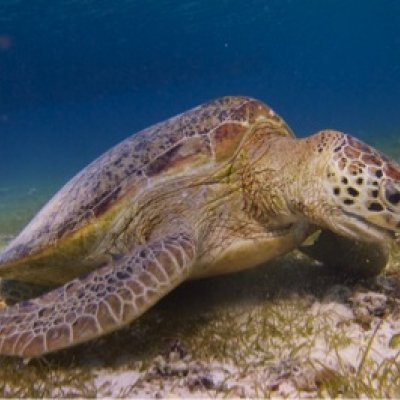 A green turtle grazing on seagrass at Derawan Island in Indonesia (Photo by MJA Christianen).